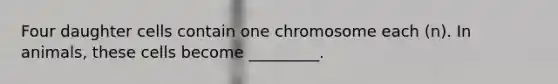 Four daughter cells contain one chromosome each (n). In animals, these cells become _________.