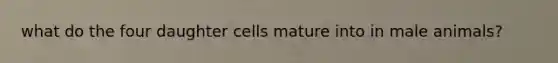 what do the four daughter cells mature into in male animals?