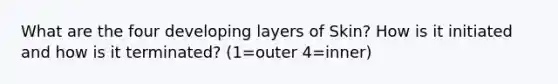 What are the four developing layers of Skin? How is it initiated and how is it terminated? (1=outer 4=inner)