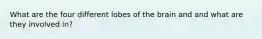 What are the four different lobes of the brain and and what are they involved in?