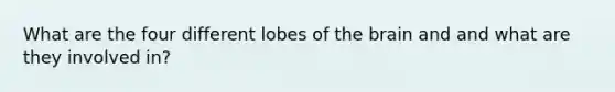 What are the four different lobes of the brain and and what are they involved in?