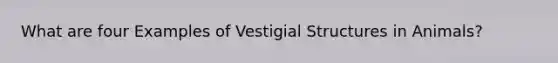 What are four Examples of Vestigial Structures in Animals?