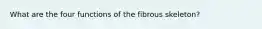 What are the four functions of the fibrous skeleton?