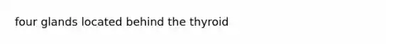 four glands located behind the thyroid