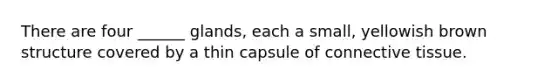 There are four ______ glands, each a small, yellowish brown structure covered by a thin capsule of connective tissue.