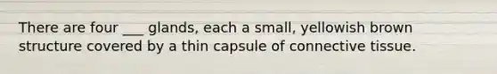 There are four ___ glands, each a small, yellowish brown structure covered by a thin capsule of connective tissue.