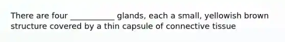 There are four ___________ glands, each a small, yellowish brown structure covered by a thin capsule of connective tissue