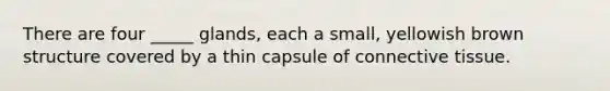 There are four _____ glands, each a small, yellowish brown structure covered by a thin capsule of connective tissue.