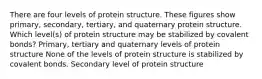 There are four levels of protein structure. These figures show primary, secondary, tertiary, and quaternary protein structure. Which level(s) of protein structure may be stabilized by covalent bonds? Primary, tertiary and quaternary levels of protein structure None of the levels of protein structure is stabilized by covalent bonds. Secondary level of protein structure