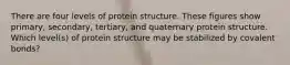 There are four levels of protein structure. These figures show primary, secondary, tertiary, and quaternary protein structure. Which level(s) of protein structure may be stabilized by covalent bonds?