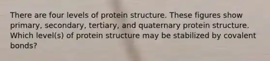 There are four levels of protein structure. These figures show primary, secondary, tertiary, and quaternary protein structure. Which level(s) of protein structure may be stabilized by covalent bonds?