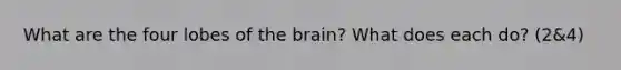 What are the four lobes of the brain? What does each do? (2&4)