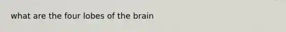 what are the four lobes of the brain