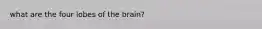 what are the four lobes of the brain?