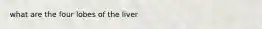 what are the four lobes of the liver