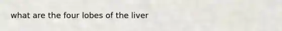 what are the four lobes of the liver