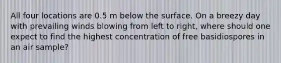 All four locations are 0.5 m below the surface. On a breezy day with prevailing winds blowing from left to right, where should one expect to find the highest concentration of free basidiospores in an air sample?