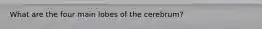 What are the four main lobes of the cerebrum?