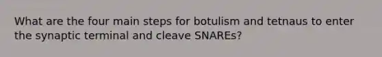 What are the four main steps for botulism and tetnaus to enter the synaptic terminal and cleave SNAREs?