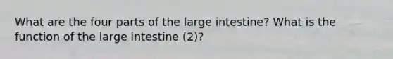 What are the four parts of the large intestine? What is the function of the large intestine (2)?