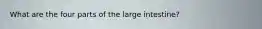 What are the four parts of the large intestine?
