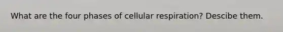 What are the four phases of cellular respiration? Descibe them.