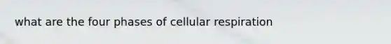 what are the four phases of cellular respiration