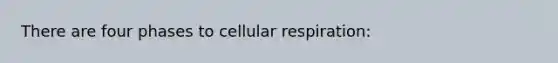 There are four phases to <a href='https://www.questionai.com/knowledge/k1IqNYBAJw-cellular-respiration' class='anchor-knowledge'>cellular respiration</a>: