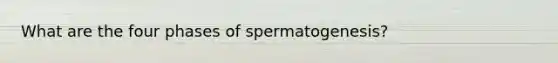 What are the four phases of spermatogenesis?