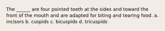 The ______ are four pointed teeth at the sides and toward the front of the mouth and are adapted for biting and tearing food. a. incisors b. cuspids c. bicuspids d. tricuspids