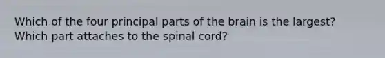 Which of the four principal parts of the brain is the largest? Which part attaches to the spinal cord?