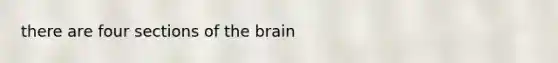 there are four sections of the brain