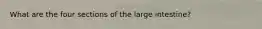 What are the four sections of the large intestine?