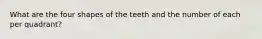 What are the four shapes of the teeth and the number of each per quadrant?