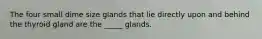 The four small dime size glands that lie directly upon and behind the thyroid gland are the _____ glands.