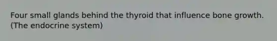 Four small glands behind the thyroid that influence bone growth. (The endocrine system)