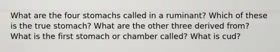 What are the four stomachs called in a ruminant? Which of these is the true stomach? What are the other three derived from? What is the first stomach or chamber called? What is cud?