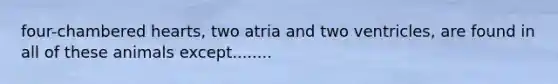 four-chambered hearts, two atria and two ventricles, are found in all of these animals except........