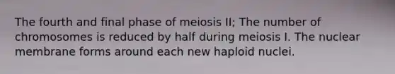 The fourth and final phase of meiosis II; The number of chromosomes is reduced by half during meiosis I. The nuclear membrane forms around each new haploid nuclei.