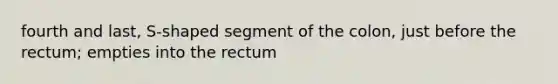 fourth and last, S-shaped segment of the colon, just before the rectum; empties into the rectum