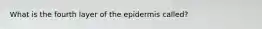 What is the fourth layer of the epidermis called?