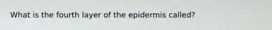 What is the fourth layer of the epidermis called?