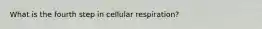 What is the fourth step in cellular respiration?