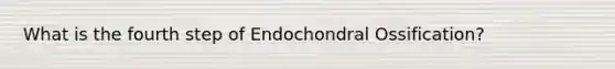 What is the fourth step of Endochondral Ossification?