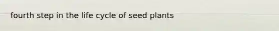 fourth step in the life cycle of seed plants