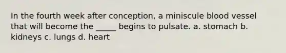 In the fourth week after conception, a miniscule blood vessel that will become the _____ begins to pulsate. a. stomach b. kidneys c. lungs d. heart