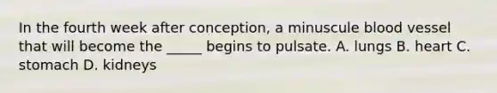 In the fourth week after conception, a minuscule blood vessel that will become the _____ begins to pulsate. A. lungs B. heart C. stomach D. kidneys