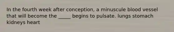 In the fourth week after conception, a minuscule blood vessel that will become the _____ begins to pulsate. lungs stomach kidneys heart