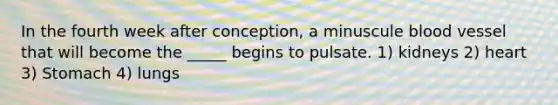 In the fourth week after conception, a minuscule blood vessel that will become the _____ begins to pulsate. 1) kidneys 2) heart 3) Stomach 4) lungs