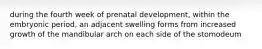 during the fourth week of prenatal development, within the embryonic period, an adjacent swelling forms from increased growth of the mandibular arch on each side of the stomodeum